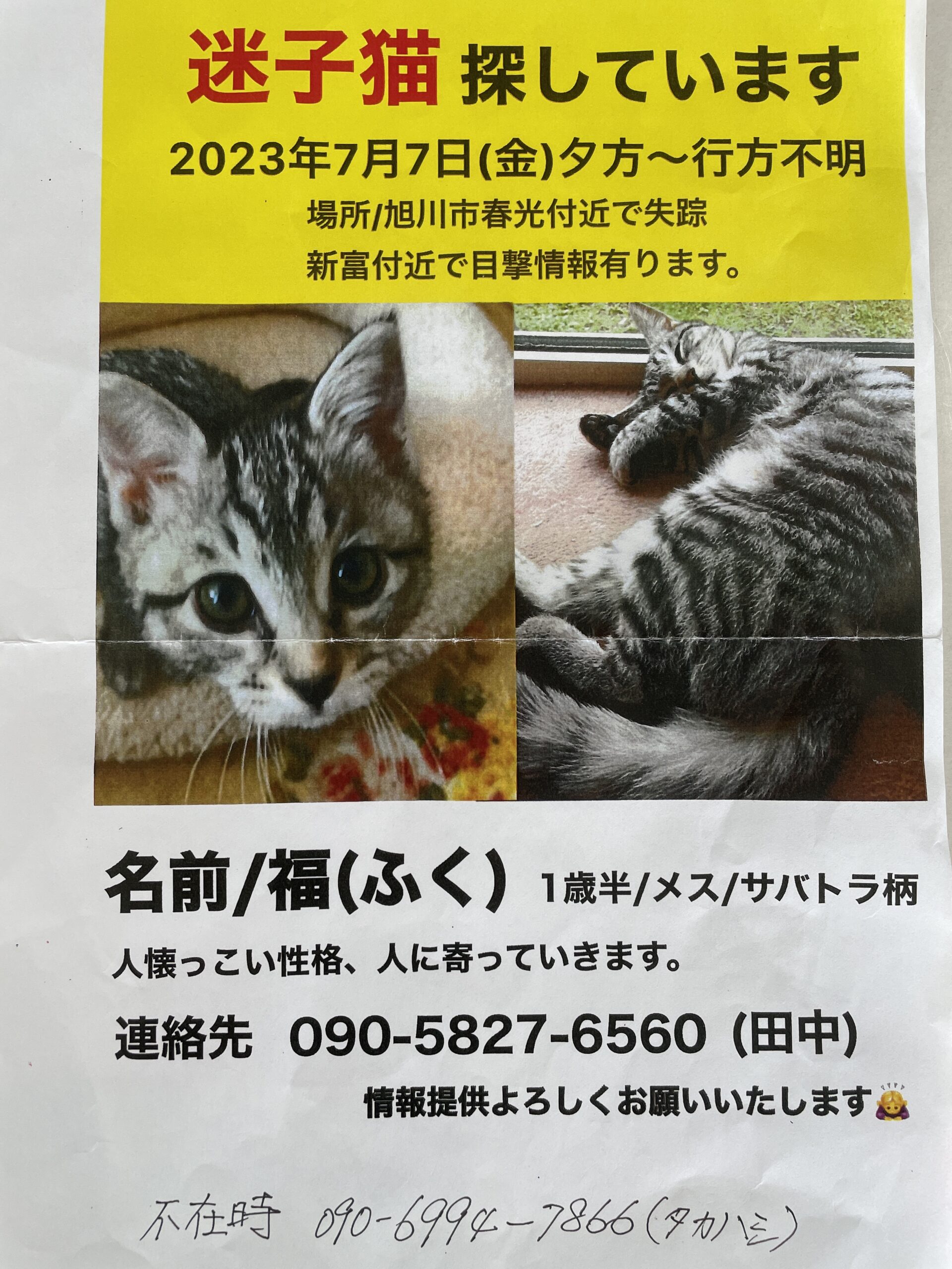 猫探してます（田中） - 旭川市動物愛護センター《あにまある》公式サイト