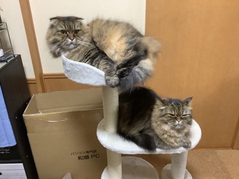 回答番号245写真（上Sun、下Moon）