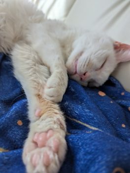 回答番号247写真（愛輝）