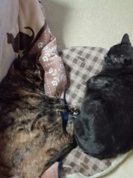 回答番号236写真（さび・くろ）