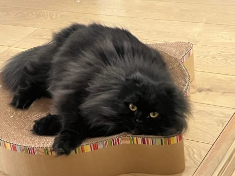 回答番号237写真（くぅ）