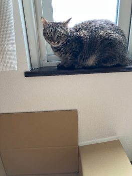 回答番号223写真(きらら) 回答番号223写真(きらら)