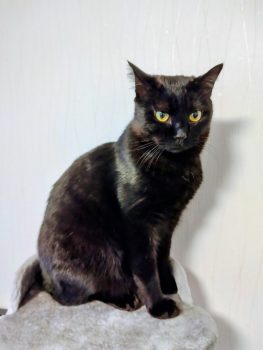 回答番号232写真（桃太郎）