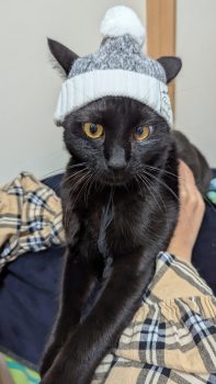 回答番号231写真（ちる）