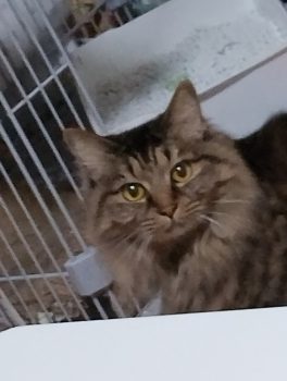 回答番号235写真（りん）