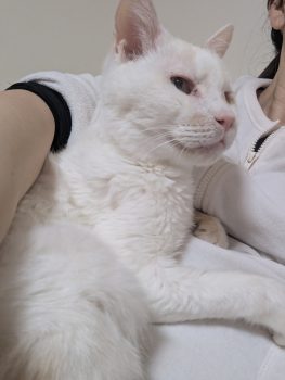 回答番号239写真（愛輝（あいき））