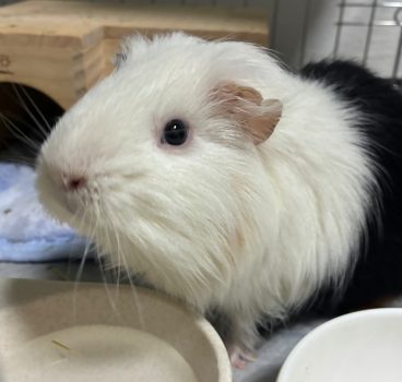 回答番号250写真（しろ）