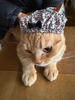 回答番号234写真（れん）