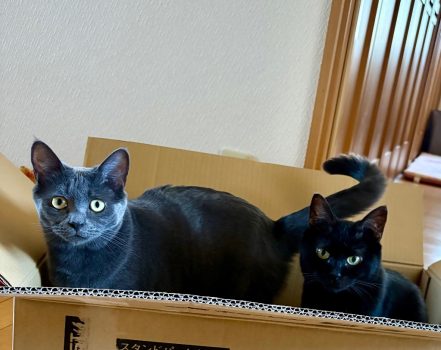 回答番号222写真(ぎん くろ) 回答番号222写真(ぎん くろ)