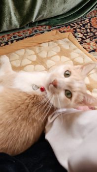 回答番号246写真（ビビ）