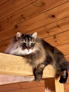 回答番号244（うば・くまこ）