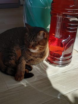 回答番号253写真（あわび）