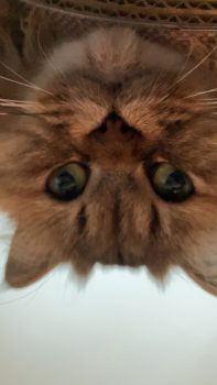 回答番号241写真（たぬこ）