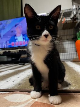 回答番号230写真（えいと）