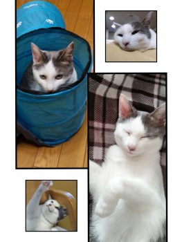 回答番号103写真(はち) 回答番号103写真(はち)