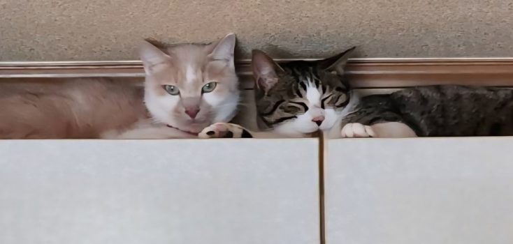 回答番号243写真（左ビビ　右先住猫ベル）