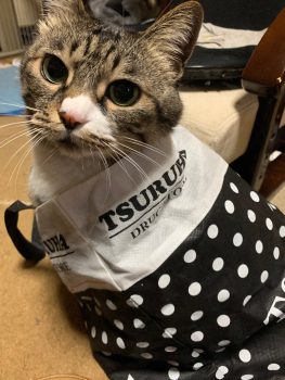 回答番号150写真(めい) 回答番号150写真(めい)