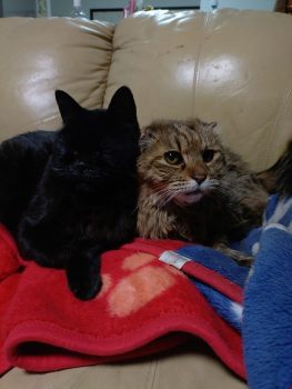 回答番号252写真（うに）