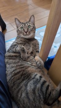 回答番号240写真（ひめ）