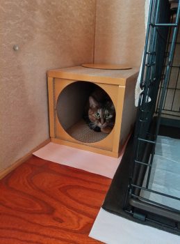 回答番号251写真（ミミ）