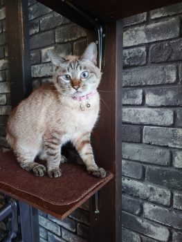 回答番号264写真（Lea）