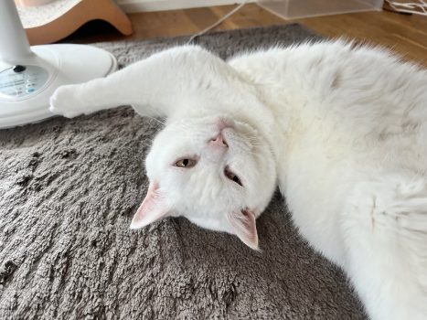 回答番号229写真（こてつ）