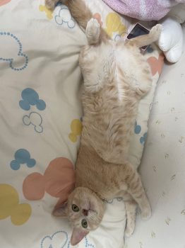 回答番号155写真(ちゃちゃまる) 回答番号155写真(ちゃちゃまる)