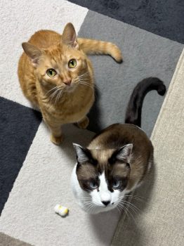 回答番号233写真（仁（じん）&富（とむ））