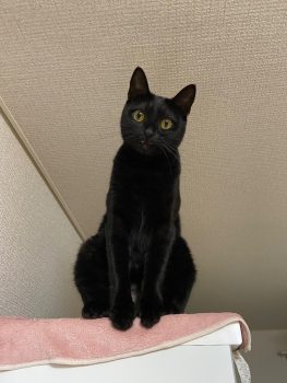 回答番号95写真(かのこ) 回答番号95写真(かのこ)